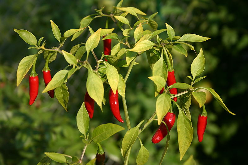 800px-Thai_peppers.jpg