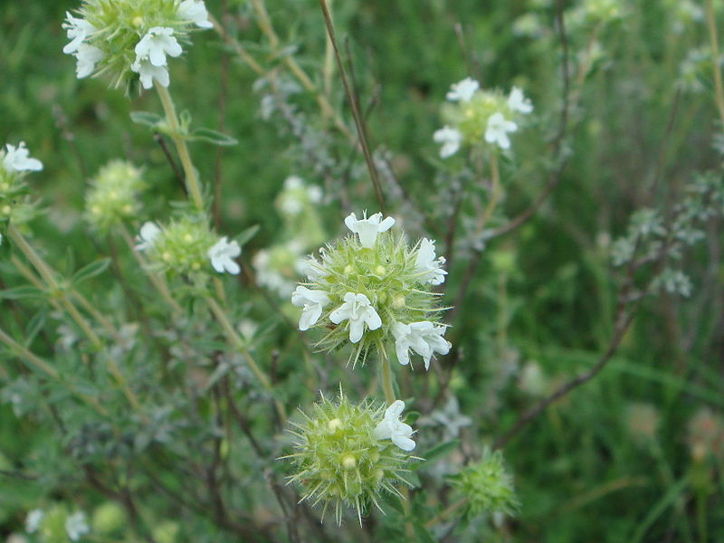 800px-Thymus_mastichina_2.JPG