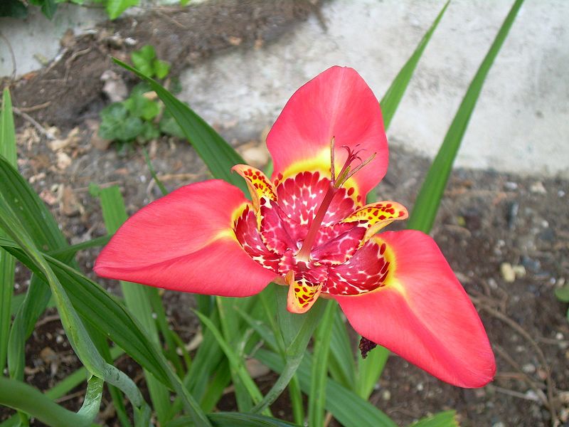 800px-Tigridia_pavonia.jpg
