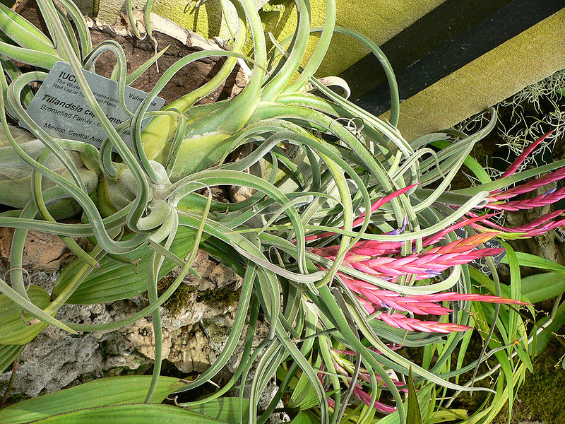 800px-Tillandsia_caput-medusae.jpg