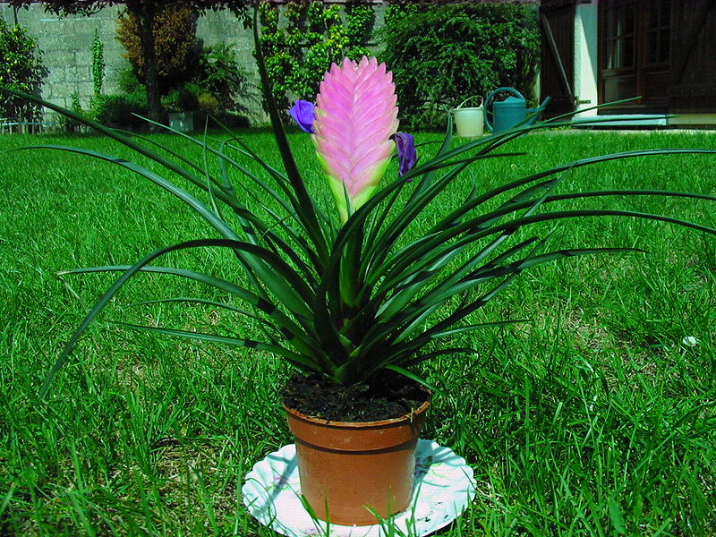 800px-Tillandsia_cyanea_002.jpg