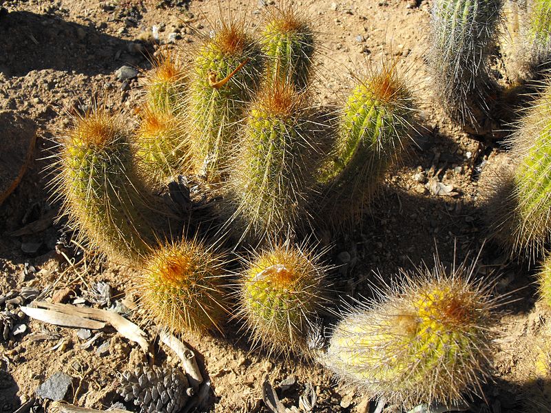 800px-Trichocereushuaschaamarilla.jpg