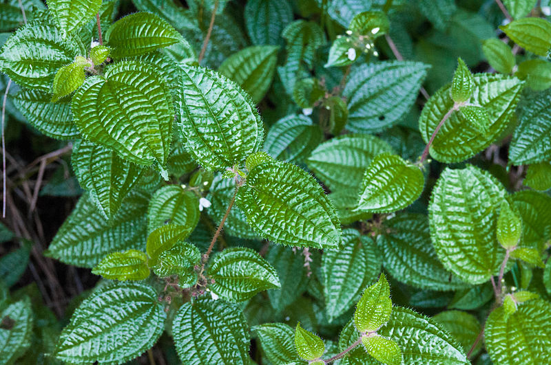 800px-Undefined_tree_23.jpg