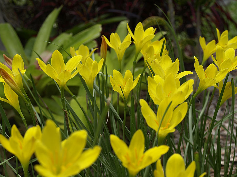 800px-Zephyranthes_citrina.jpg