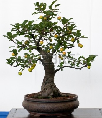 8018776-old-apple-tree-malus-as-bonsai-in-a-pot.jpg