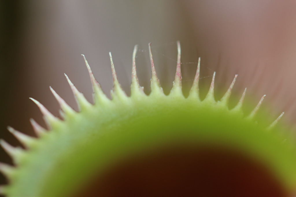 8029906433_32c29e0de6_b.jpg