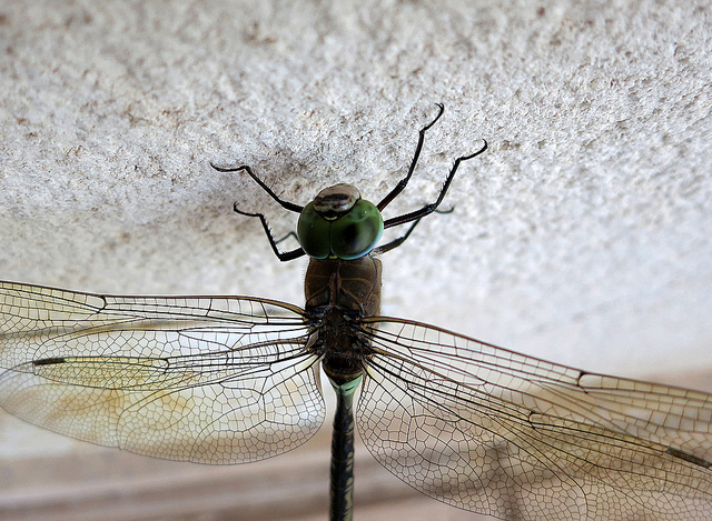 8056055958_d7dc980f0c_z.jpg