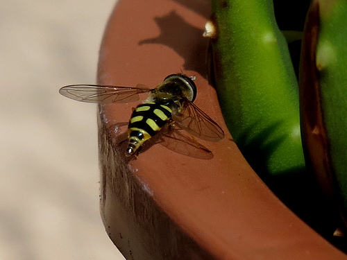8086377868_25a6dbcf00.jpg