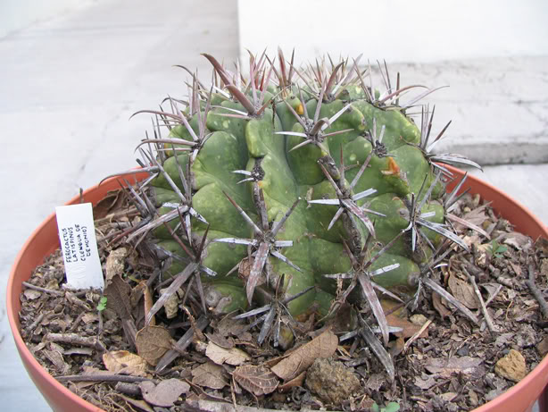80_A_Ferocactus_latispinus.jpg