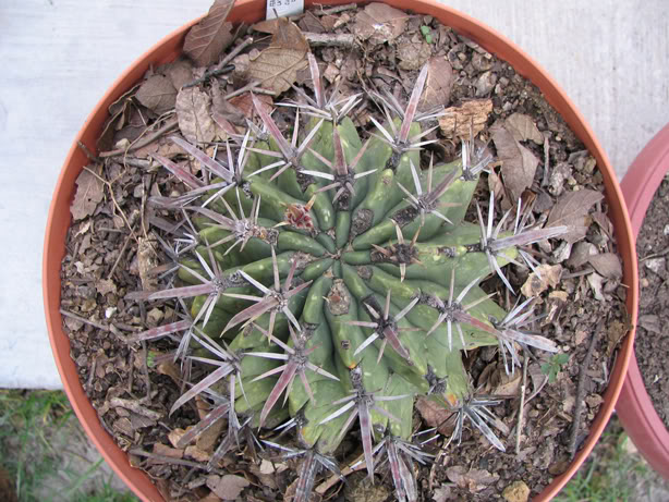 80_B_Ferocactus_latispinus.jpg