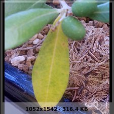80c41c5de5e0eab7de6fb26301b64a7fo.jpg