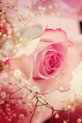 81020ce7ebef010e0c79496e3cce5a48--roses-roses-white-roses.jpg