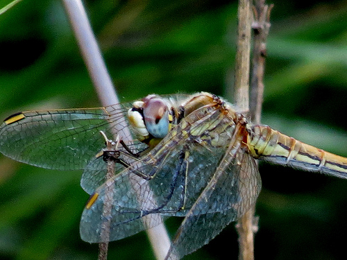 8108889407_78ae951f1e.jpg