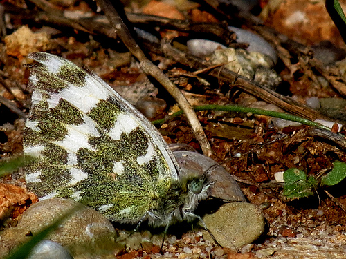 8145750901_7fa340740d.jpg