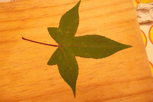 8162740582_61e8ec708f.jpg