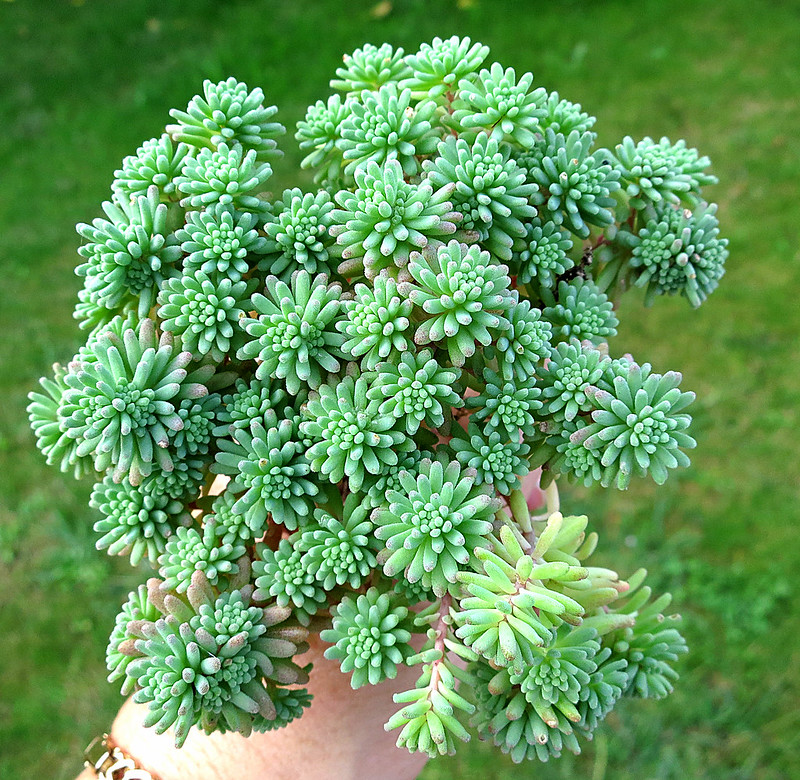 8166804376_e0f9ec8ff7_c.jpg