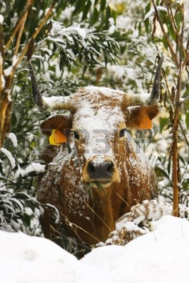 8180167-cow-with-snow-on-the-bush.jpg