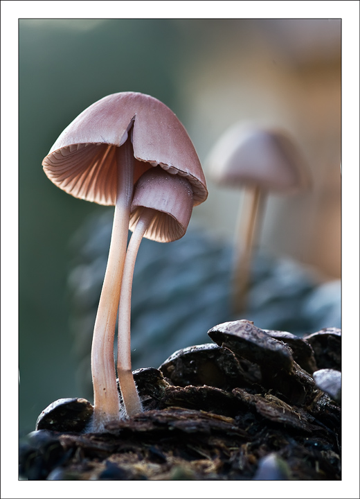 8187914-lg.jpg