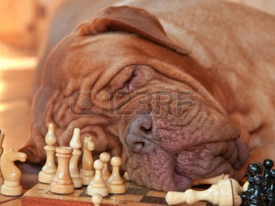 8188784-big-dog-got-tired-of-a-long-chess-game.jpg