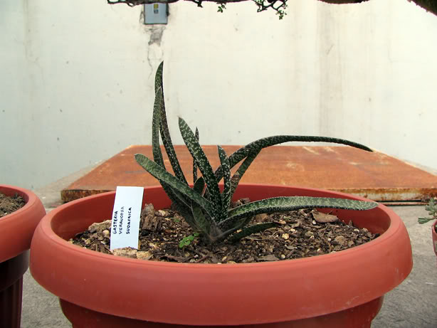 81_Gasteria_verrucosa.jpg