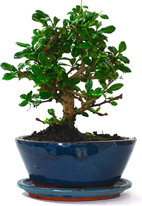 81bu%2BhIbRrL._AC_SY679_.jpg