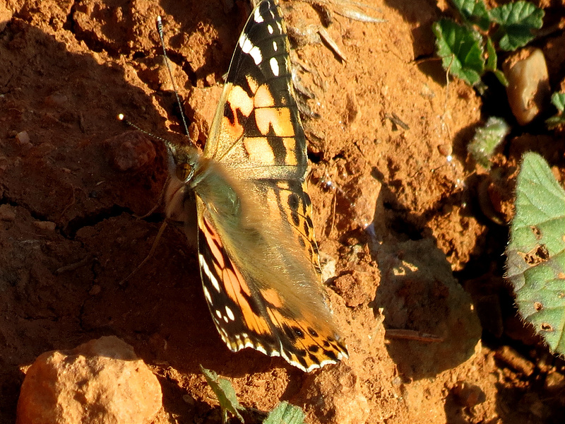 8210674747_f3d0d95df2_c.jpg