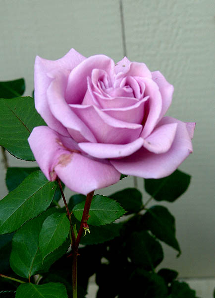 82176790.MYVBIxPc.MyGardenRosesLeilaVerdeDSC00071.jpg