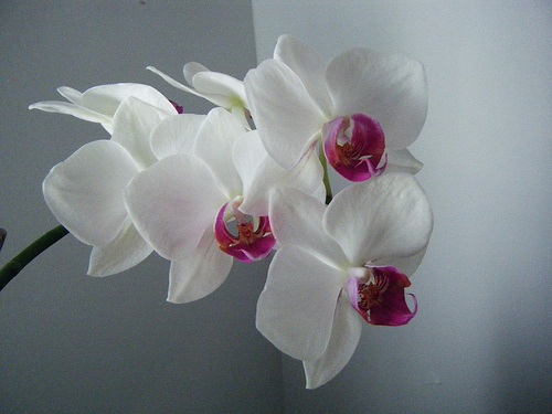 8234664612_c961455805.jpg