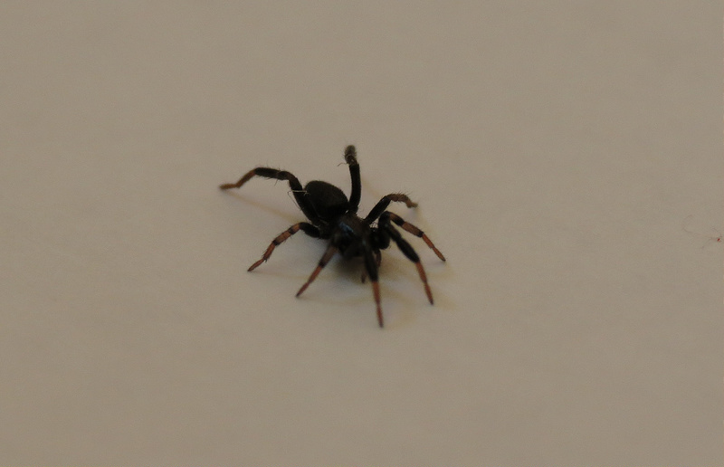 8256592907_7416a60c35_c.jpg