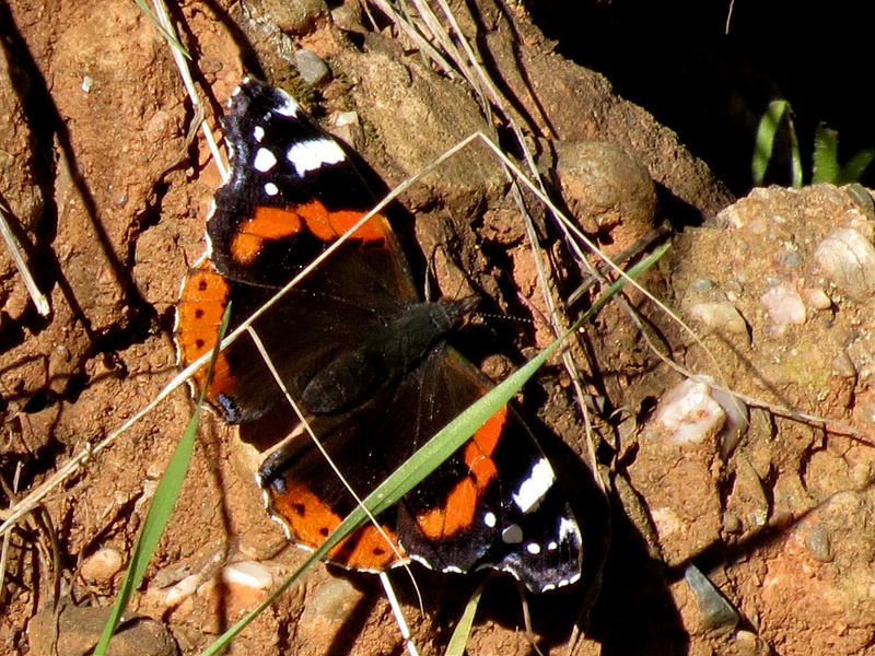 8256598625_306973b961_c.jpg