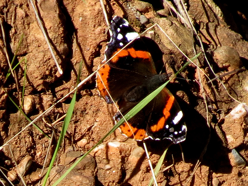 8256599831_d8e37caa53_c.jpg