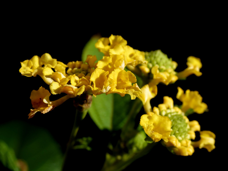 8256602015_9737c3b257_c.jpg