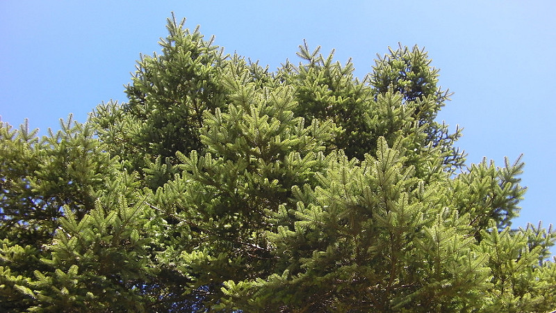 8266361890_bc5fa13d46_c.jpg