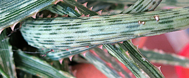 8282835734_13f9077063_z.jpg