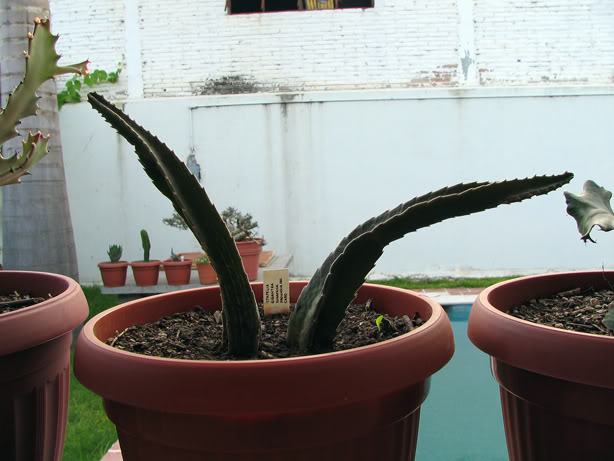 82_Stapelia_gigantea.jpg