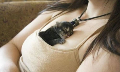 83%20Kittens%20are%20So%20Lucky.jpg