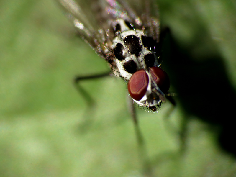 8300223170_5e3ff9b0ee_c.jpg