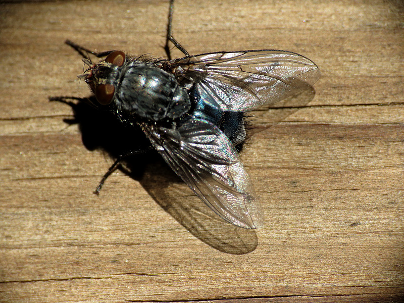 8300408038_c28decfe10_c.jpg