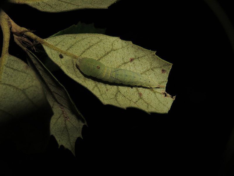 8311833790_40f55332c9_c.jpg