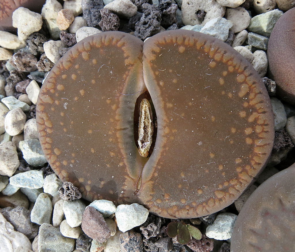 8373821250_d9456c5368_b.jpg