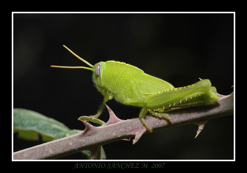 8415d1187548243-saltamontes-verde-mi-primer-macro-saltamontes-verde-1.jpg