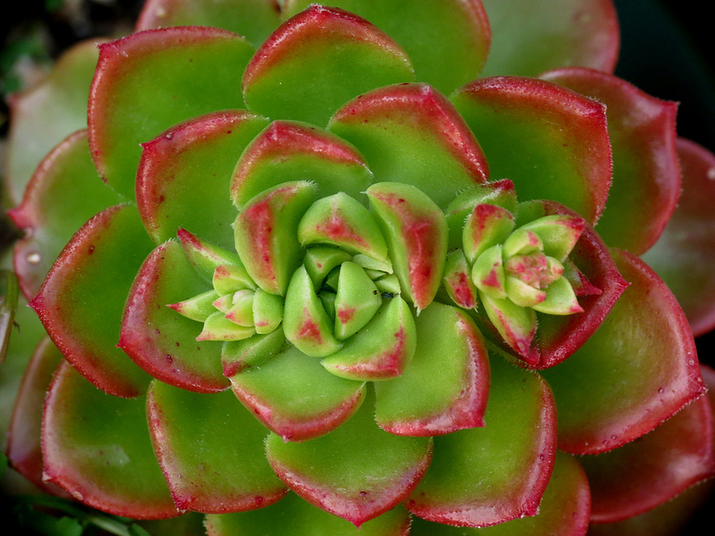 8448532450_c77c52c883_c.jpg