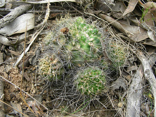 84877167_fd2bb7d600.jpg