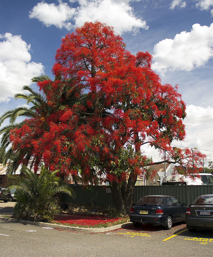 848px-Illawarra_Flame_Tree_%28Brachychiton_acerifolius%29.jpg