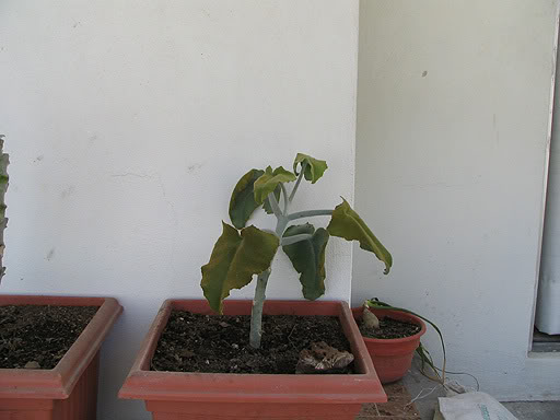 84_Kalanchoe_beharensis.jpg