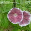 8546d9_tn.jpg