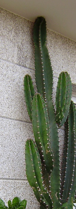 8554313cactus-02.jpg