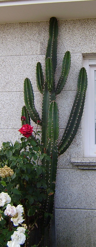 8554317cactus-01.jpg