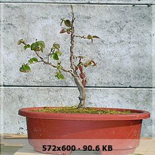 856eef6382ccb6b00611de39adce98a5o.jpg