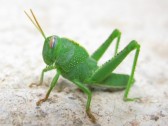8594957-saltamontes-verde-en-una-macro-disparo.jpg